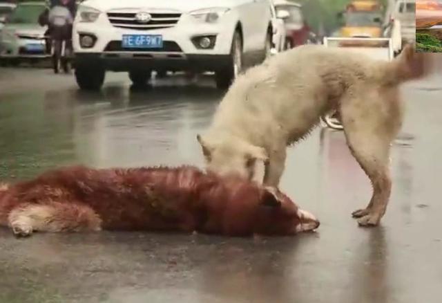 十大外围足球平台app：Angelababy演绎狂野女郎 深V黑丝撩人