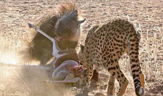 十大外围足球平台app