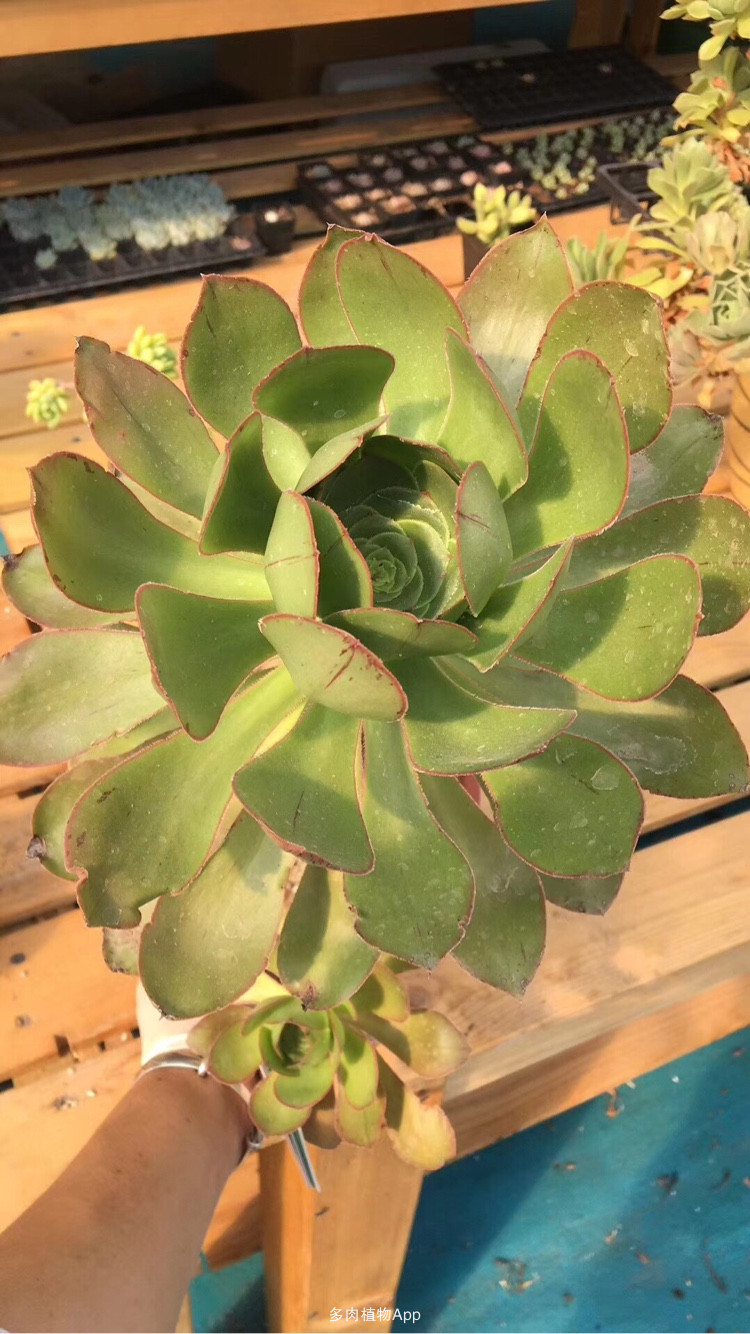 十大外围足球平台app