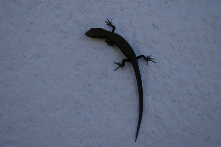 十大外围足球平台app|北检再度提讯李宗瑞 杜诗梅成性爱女主角?(图1) 十大外围足球平台app